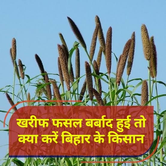 खरीफ फसल हो गयी खराब तो ये करें बिहार के किसान, नगर पंचायत व परिषद को भी फायदा